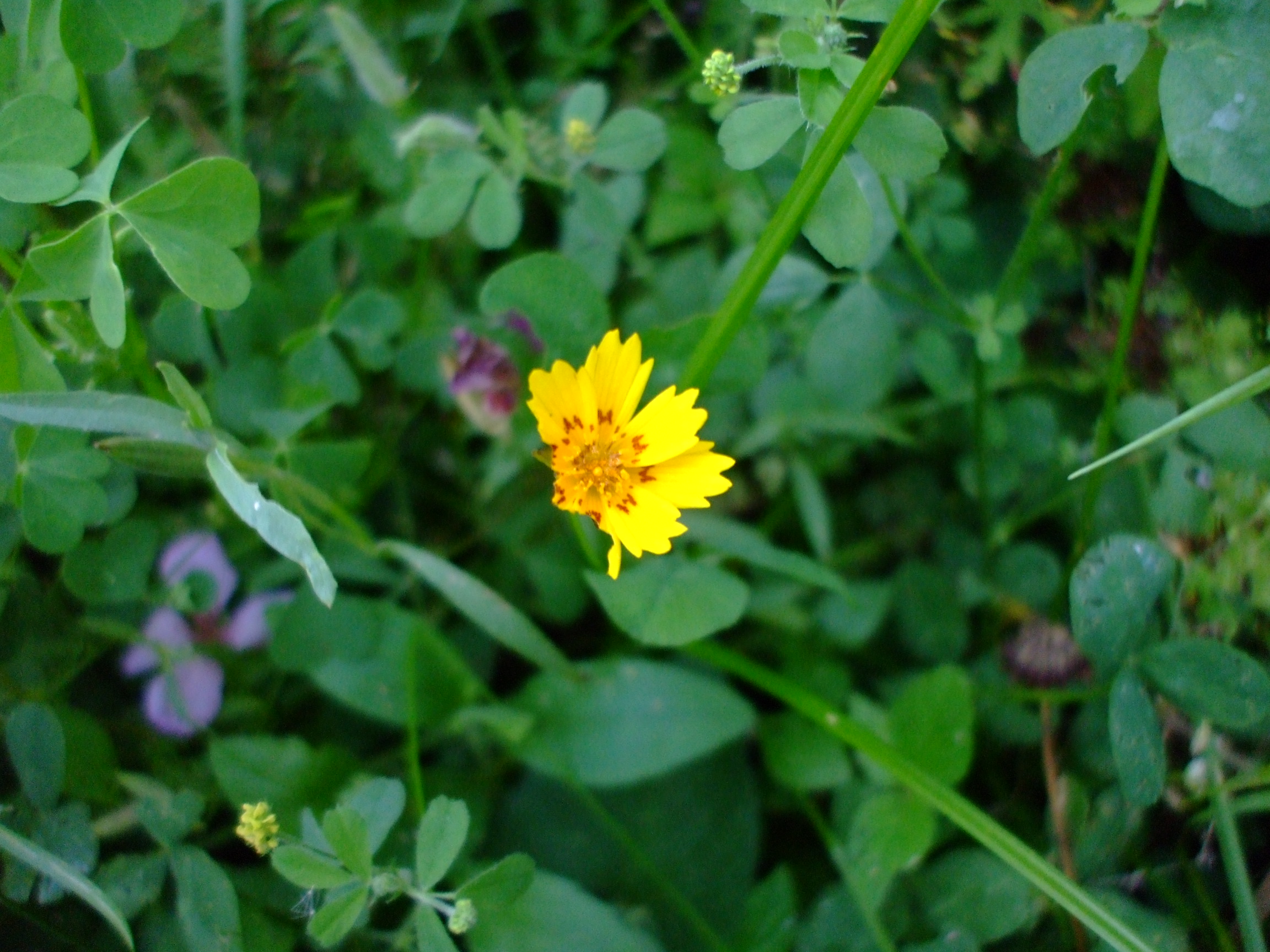 Coreopsis nuecensis